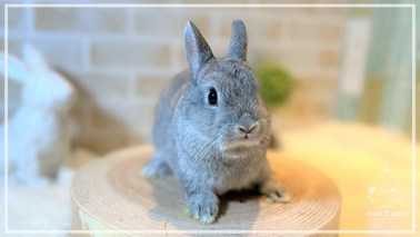 ネザーランドドワーフ | うさぎ販売 | 札幌のうさぎ販売・ペット